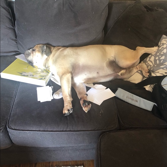 Welcome to my closet! Enjoy a few pictures of my bully and his baby ❤️❤️ - Picture 5 of 16